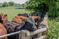 Livestock keepers urged to vaccinate as bluetongue cases rise in Great Britain