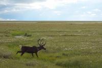 Climate report shows accelerated rates of warming in the Arctic
