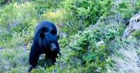 Backpacking with Olympic black bears