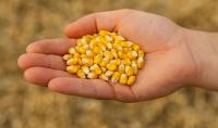Geography of Moldovan Corn Exports in July: From Lebanon to Ukraine