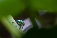 Jewelbug Spy Ring Hit 15 Ministries in One Strike, Ran Crypto Fraud From Same Panel