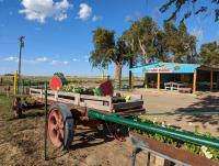 Padilla Produce Is Keeping a Family Farm Alive in Southeast Colorado’s Crowley County