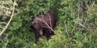 Woman attacked by brown bear on popular hiking trail. See how she was able to escape