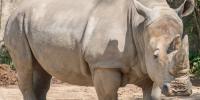 Indianapolis Zoo Euthanizes 47-Year-Old Albino Rhino Gloria