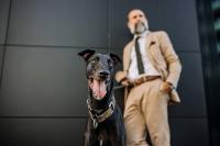 Italian Greyhound Has Fans Calling Him the Real 'Smooth Criminal' After Dapper Dance