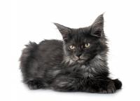 Stunning Smoke Gray Maine Coon Kitten Looks Like a Little Old Man