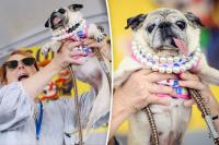 Rescue pug who escaped South Korea’s dog meat trade crowned ‘World’s Ugliest Dog’ in California