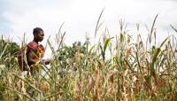 UK pumps K5.3bn into Malawi’s El Niño preps