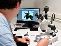 Asheville Area Ticks Carry Lyme Bacteria at Northeast Levels, While Local Doctors Were Trained to Call It Rare
