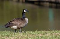 After Losing His Mate, This Canada Goose Finds an Unlikely New Family