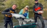 California Creek Restoration Helps Young Salmon Grow Twice as Fast—And Doubles Their Survival Rate
