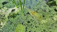 Massachusetts investigates dog's death after pond swim, warns pets can get sick after leaving water