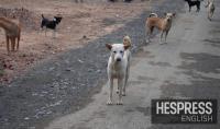 Morocco’s law on stray animals takes effect: What are its key provisions and penalties?