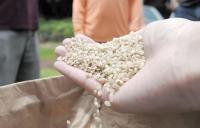 Japanese rice grown again in Hawaii where it once thrived