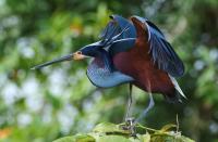 Costa Rica Estate Becomes Refuge for Rare Agami Heron