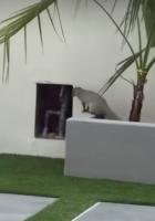 Plea not to harm weasels after sightings increase