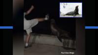 California Teen Pleads Guilty After Kicking Sea Lion at San Diego Beach in Viral Video, Faces Prison