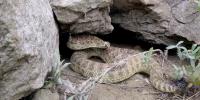 ND Outdoors: Snakes in North Dakota