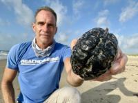 Hundreds of Monkey’s Brain sea beans wash ashore in Texas