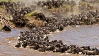 Great migration 2026: Why Maasai Mara is the place to be