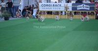 Corgis sprint, bark and dress up on race day in Vilnius