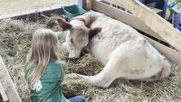 Fair Week Ends with Agriculture and Fireworks
