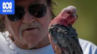 Experts warn H5N1 bird flu spread to the Northern Territory 'inevitable'