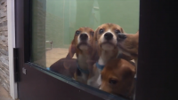 155 beagles saved from research facility brought to animal rescue in Palm Beach County