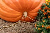 Record eggplant, 1,820-pound pumpkin make Alaska State Fair's veggie showcase a must-see