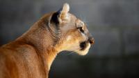 Los Angeles doorbell camera captures massive mountain lion crossing a driveway at night