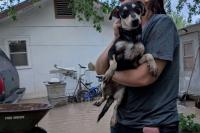 Texas crews spend hours reaching dogs trapped in flooded homes after evacuation