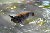 Soras and Virginia rails feast to get ready to migrate