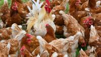 ‘No evidence’ of H5 bird flu incursion into poultry or agriculture system