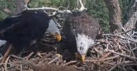 California birdwatchers gain new hope after beloved eagle's disappearance