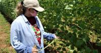 Guam Department of Agriculture opens Crop Loss Compensation Program application period through Sept. 2