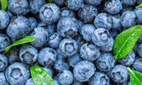 New research highlight benefits of Anthocyanin rich foods