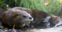 California river otter suffers brain injury in car strike