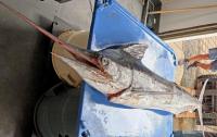 Washington state-record marlin caught off Ilwaco