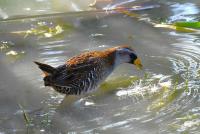 Soras and Virginia rails feasting to get ready to migrate