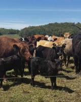 Farmers to host Cropland Conversion to Profitable Grazing Field Day on Aug. 27