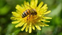World Honey Bee Day 2026: America’s bees are still in trouble