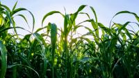 CONICET participates in SUSTAINCrop: alliance between Latin America and Europe to assess the environmental footprint of industrial crops