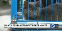 Central Connecticut cat rescue group says it has reached capacity, urges adoptions