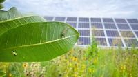 Solar Farms Are Having An Unexpected Effect On The Environment