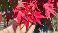 Japanese maples will be healthier in hot weather if you put 1 natural item over them