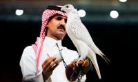 Falcon Sells for $346,000 at International Breeders Auction in Riyadh