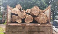 Puttur: Illegal timber transport busted in Keyyur, accused arrested