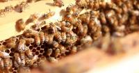 National Honey Bee Day highlights vital role of pollinators