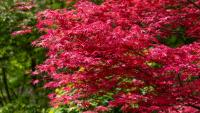 Keep Japanese maple leaves vibrant by avoiding 1 simple mistakes in hot weather