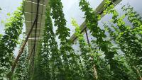 ‘Excellent profit’: Meet the Bavarian hop farmer securing his harvest and income with solar 'hats'
